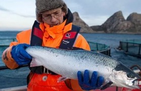 三文鱼是鲑鱼吗 三文鱼是深海鱼吗