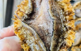 黄金鲍鱼 黄金鲍鱼是不是人造的