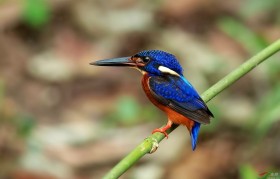 笑翠鸟 笑翠鸟是哪个国家的