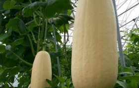 北瓜是什么 北瓜是什么东西图片