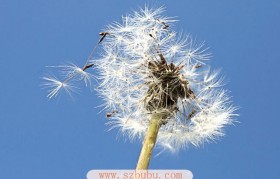 蒲公英是什么样子 蒲公英是什么样子图片