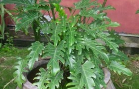 春羽的养殖方法和注意事项 客厅适合养什么花和植物好风水