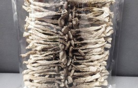 鹿茸菇图片 鹿茸菇图片大全大图鹿茸蘑菇