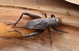 蛐蛐和蝈蝈的区别 蛐蛐和蟋蟀是一样的吗