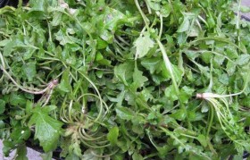 荠菜图片大全大图 荠菜图片大全大图简笔画