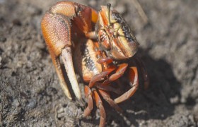 螃蟹种类大全 螃蟹种类大全图解