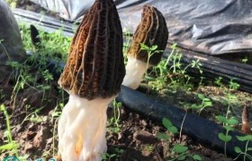 羊肚菌价格 羊肚菌价格功效