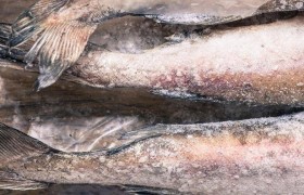 解冻鱼的最快方法 如何解冻鱼最快方法