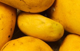 芒果如何催熟 芒果怎么催熟最快方法