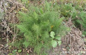 茴香是发物吗 女人吃茴香有什么好处