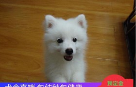 家养小型犬 家养小型犬养哪种比较好