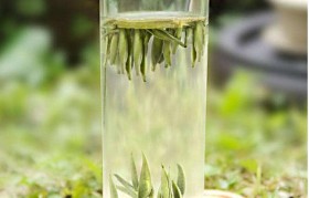 白毫银针是什么茶 白毫银针新茶好还是老茶好