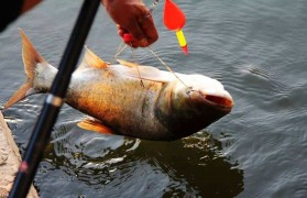 鲢鱼刺多吗 白鲢鱼刺多吗