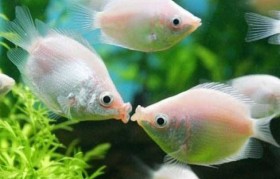 鱼的种类图片大全 多宝鱼的种类图片大全