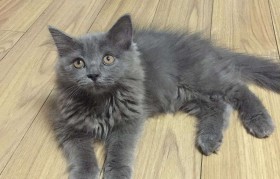 长毛蓝猫 长毛蓝猫和短毛蓝猫哪个贵
