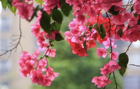 三角梅的寓意 三角梅的寓意和花语