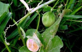 马泡瓜的食用方法 马泡瓜的食用方法药用价值