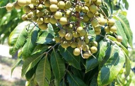 桂圆产地 中国桂圆产地