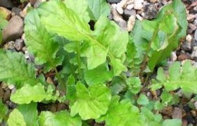 野生芥菜 野生芥菜长什么样子图片