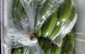 青香蕉 青香蕉几天能变成黄香蕉