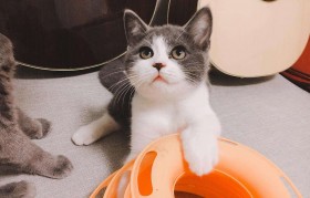 英短有哪些品种 英短有哪些品种便宜