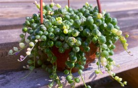 佛珠多肉 佛珠多肉的养殖方法和注意事项