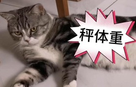 猫咪体重年龄对照表 1到12个月猫咪变化图