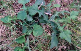 羊蹄草 羊蹄草的功效与作用