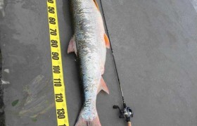 鳡鱼 鳡鱼怎么做好吃