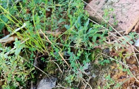 田基黄 田基黄草图片