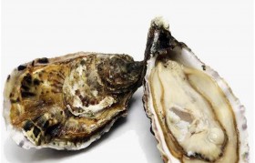 牡蛎就是生蚝吗 生蚝和牡蛎是一个东西吗