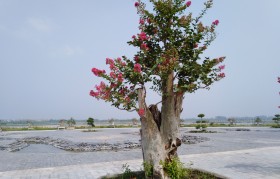 紫薇盆景 紫薇盆景好养吗