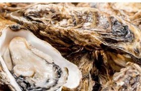 牡蛎是生蚝吗 牡蛎肽对性功能有用吗