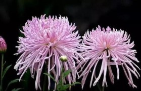 菊花的精神品质 形容菊花的精神品质