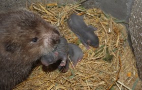 竹鼠能吃吗 野生竹鼠能吃吗