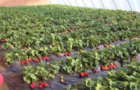 种草莓图片 情侣种草莓图片