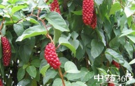 五味子是什么 五味子是什么功效