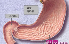 胃膜素 胃膜素和什么药同吃治胃病最好