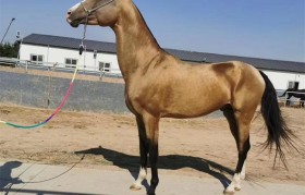 三个马 三个马是什么意思