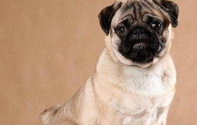 最适合家庭养的狗 建议穷人养的10种便宜宠物