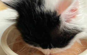 bia biangbiang面字怎么打