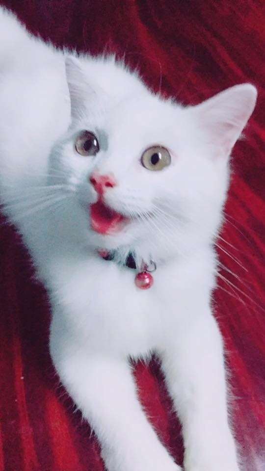 白猫图片 白猫图片大全可爱