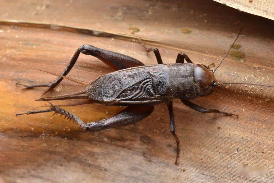 蛐蛐和蝈蝈的区别 蛐蛐和蟋蟀是一样的吗