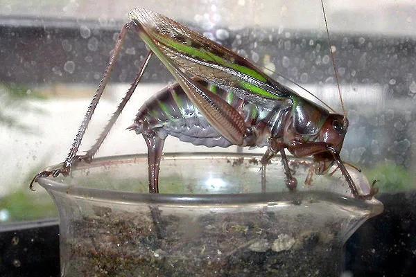 蛐蛐和蝈蝈的区别 蛐蛐和蟋蟀是一样的吗