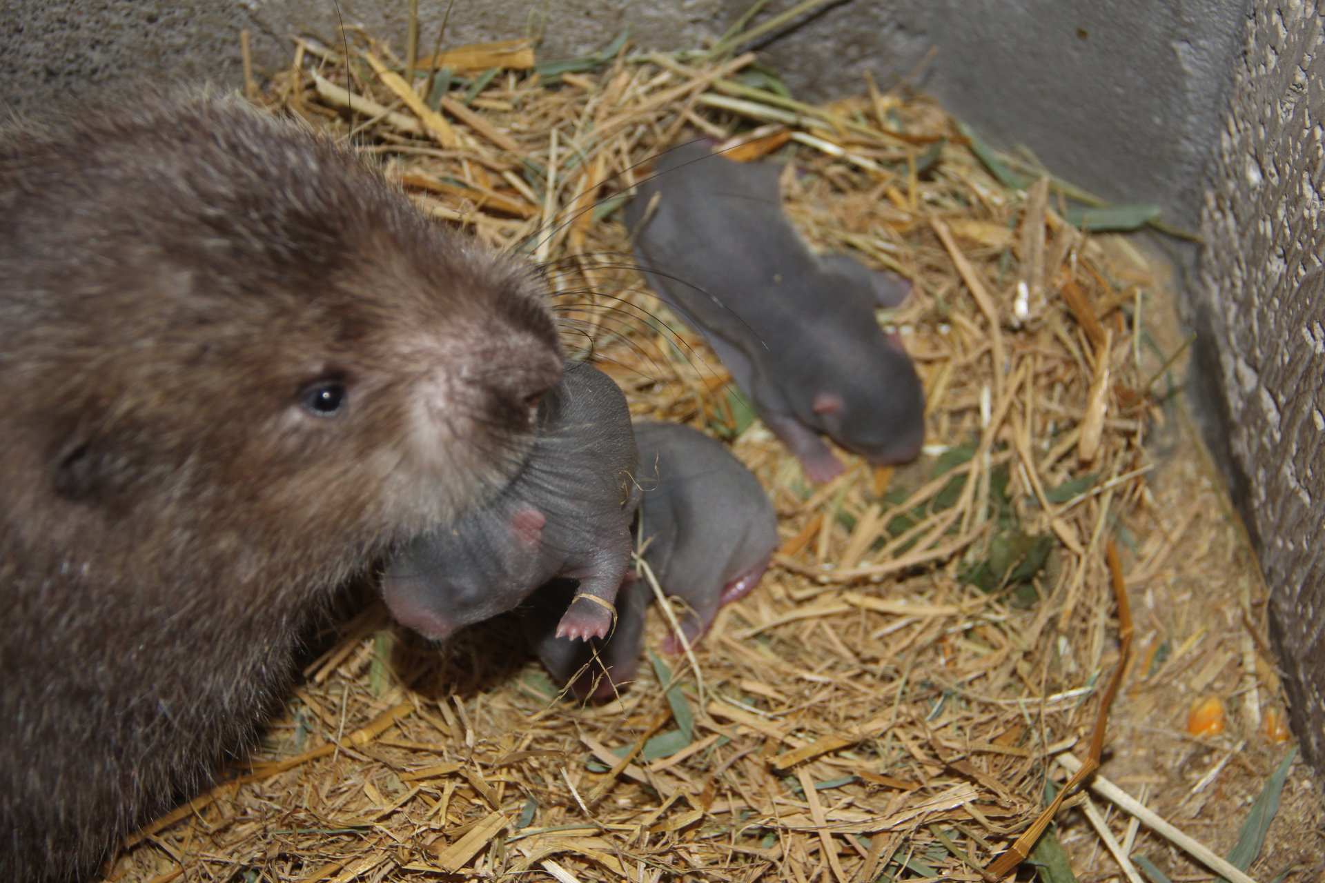 竹鼠能吃吗 野生竹鼠能吃吗
