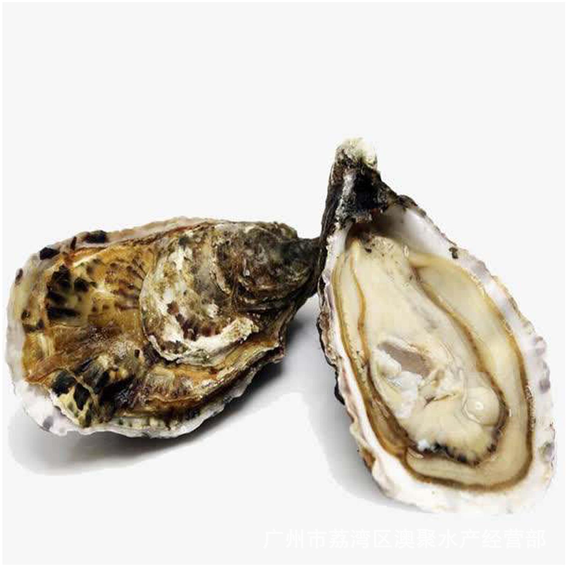 牡蛎就是生蚝吗 生蚝和牡蛎是一个东西吗