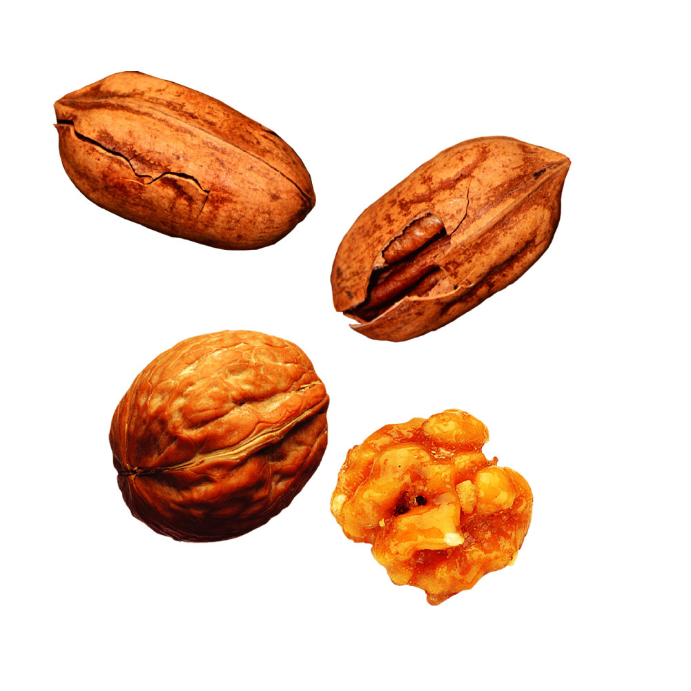 坚果的英语 坚果的英语翻译