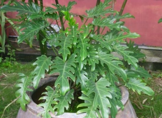 春羽的养殖方法和注意事项 客厅适合养什么花和植物好风水