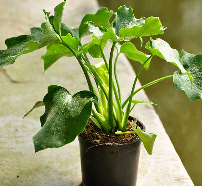 春羽的养殖方法和注意事项 客厅适合养什么花和植物好风水