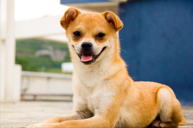 最适合家庭养的狗 建议穷人养的10种便宜宠物